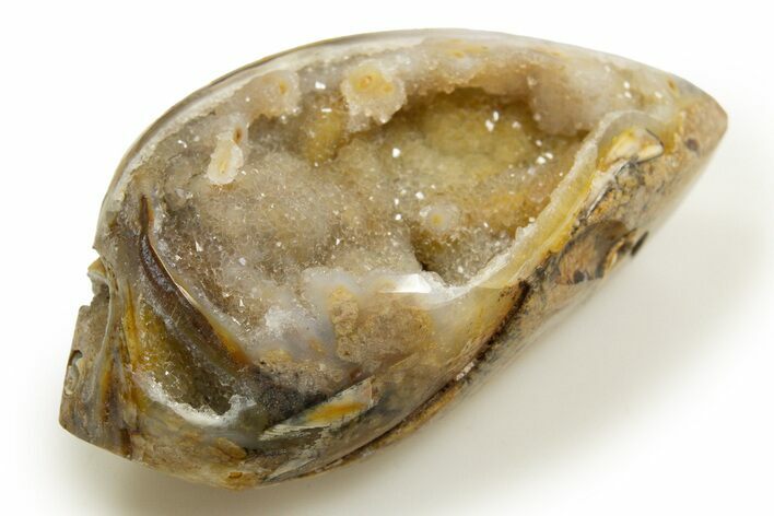 Chalcedony Replaced Gastropod With Sparkly Quartz - India #318702